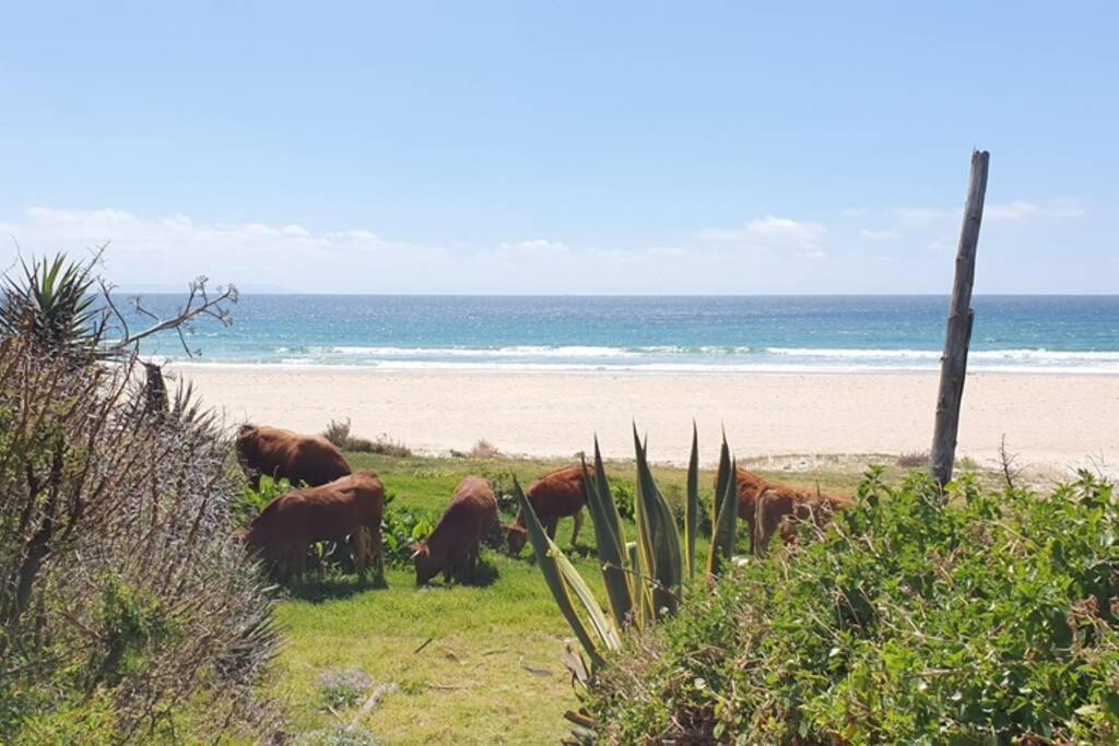 Bolonia Beach Campus Tarifa Exterior foto